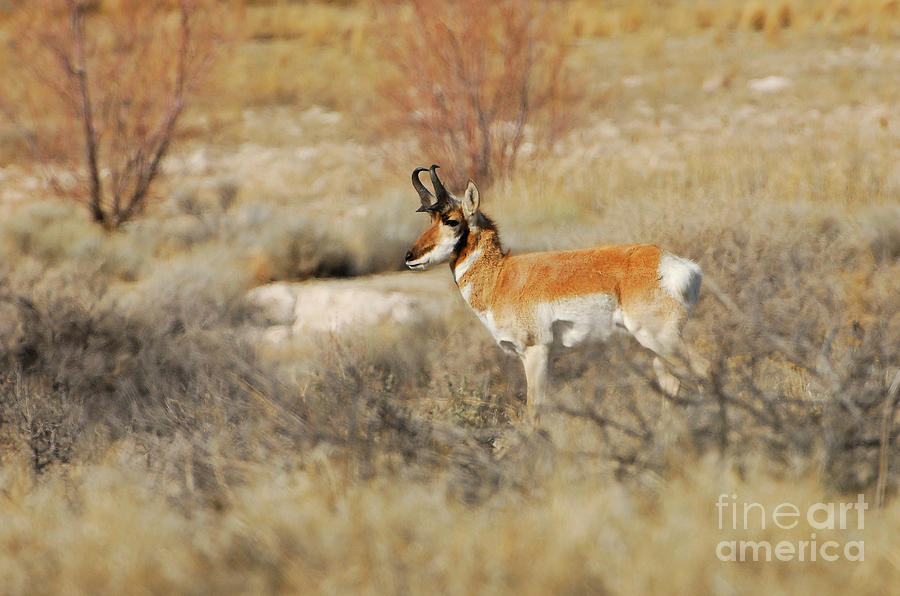 desert pronghorn