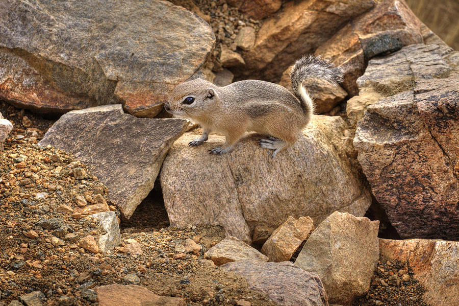 Desert Squirrel 2 Photograph by Jessica Velasco