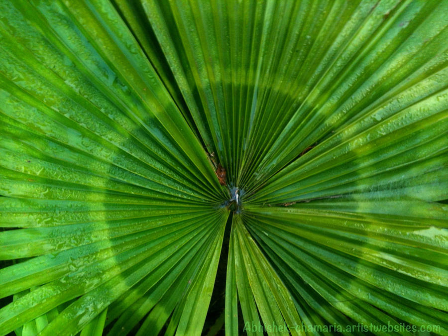  - dew-on-palm-leaf-abhishek-chamaria