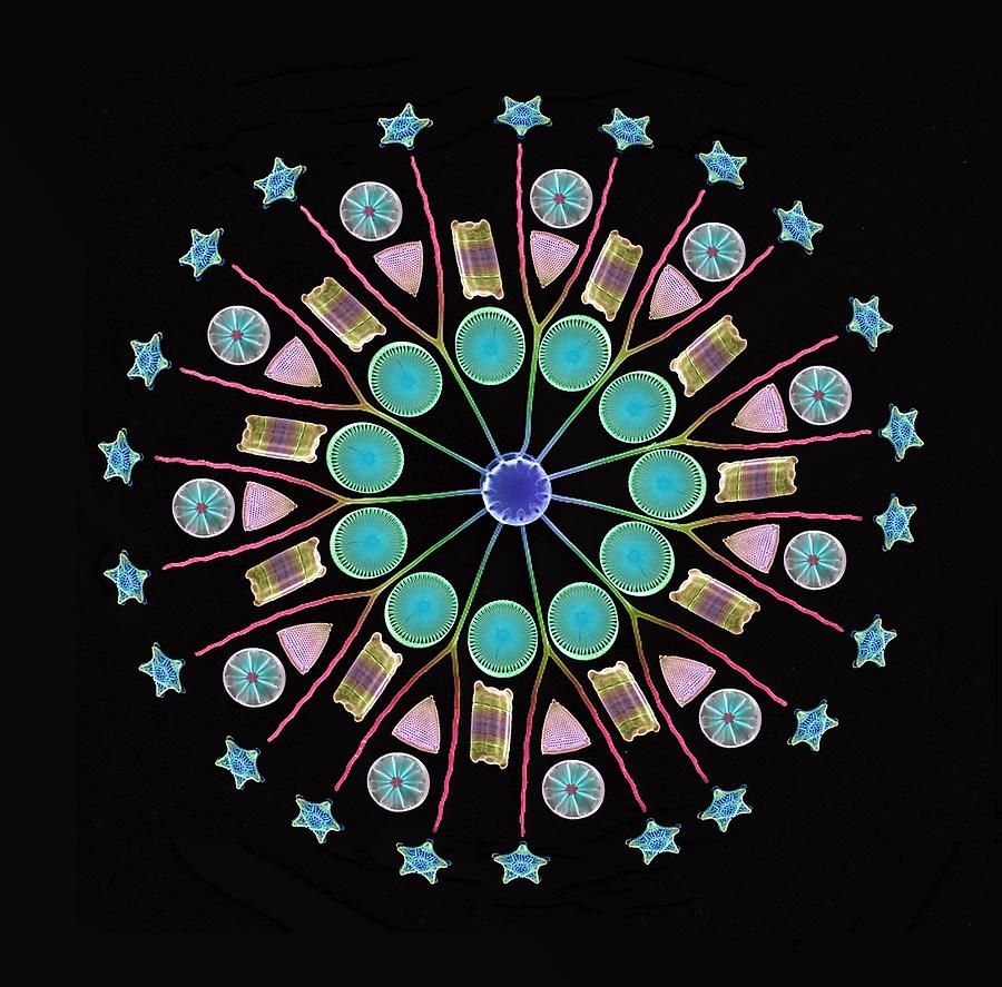 diatom art