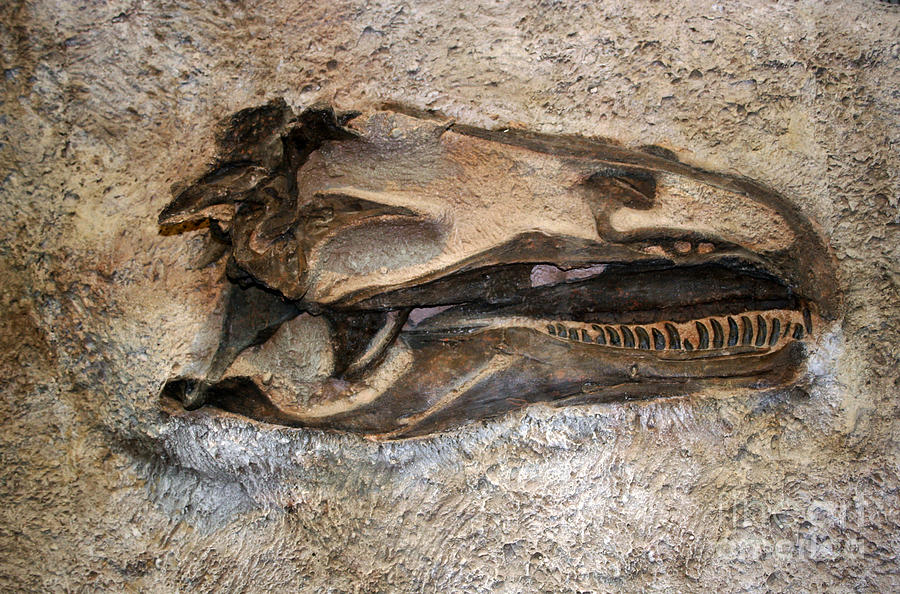http://images.fineartamerica.com/images-medium-large/dinosaur-head-juan-romagosa.jpg