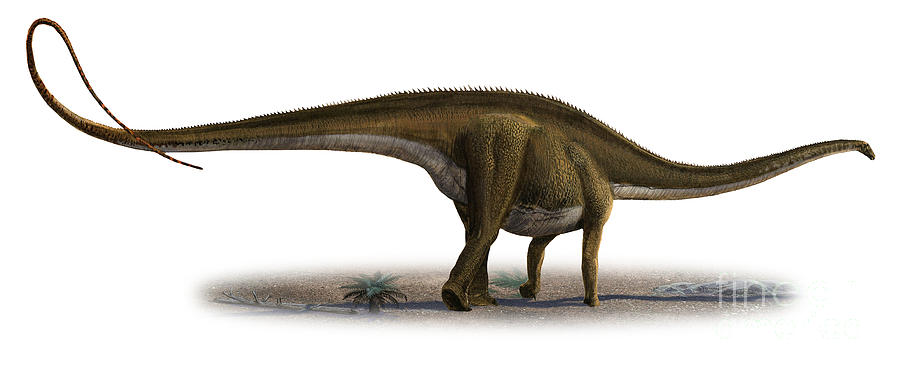 a diplodocus