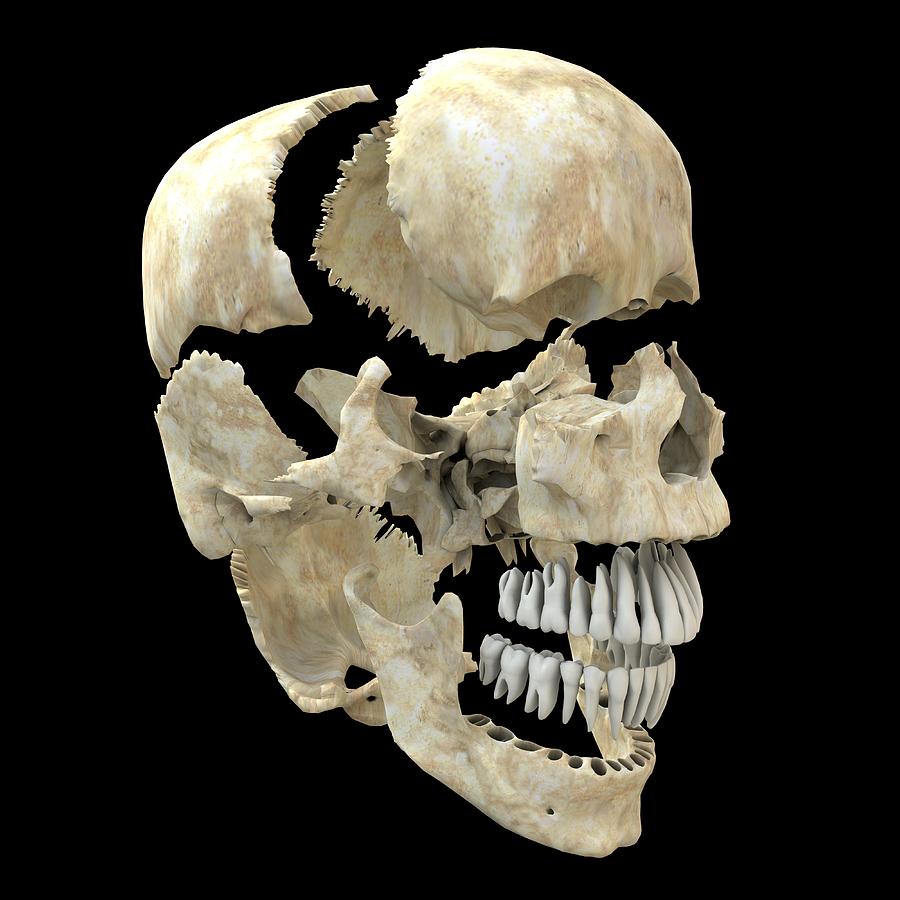 skull and bones member list skull and bones member list