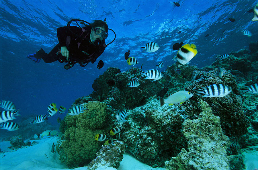 Butterfly Fish Pictures