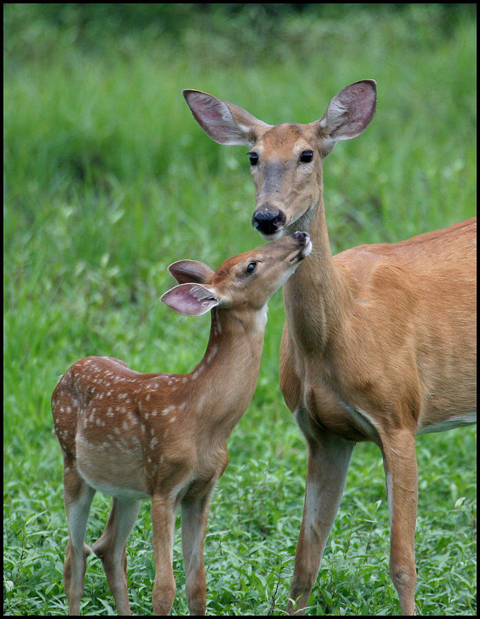 doe-and-fawn-photograph-doe-and-fawn-fine-art-print