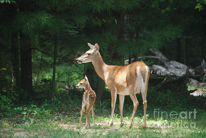 fawn and doe