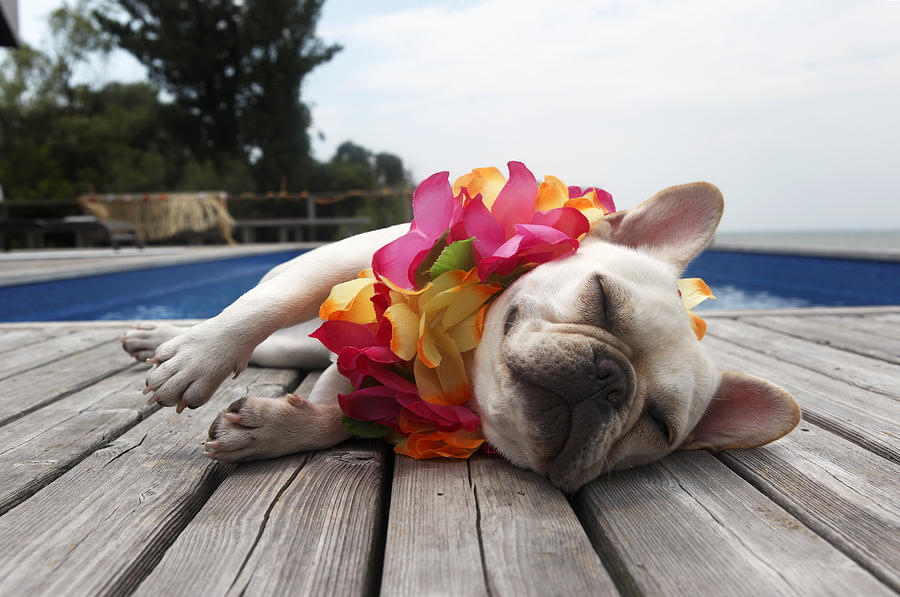 http://images.fineartamerica.com/images-medium-large/dog-wearing-lei-by-pool-tim-kitchen.jpg