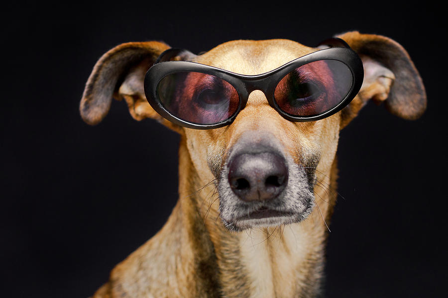 dog with sunglasses t shirt