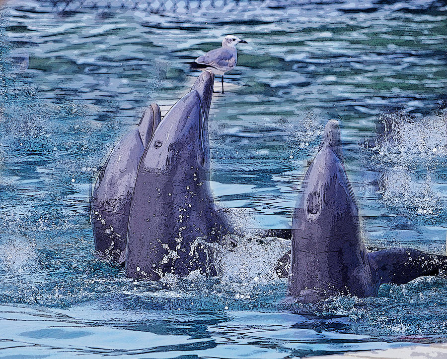 Dolphins In Cancun