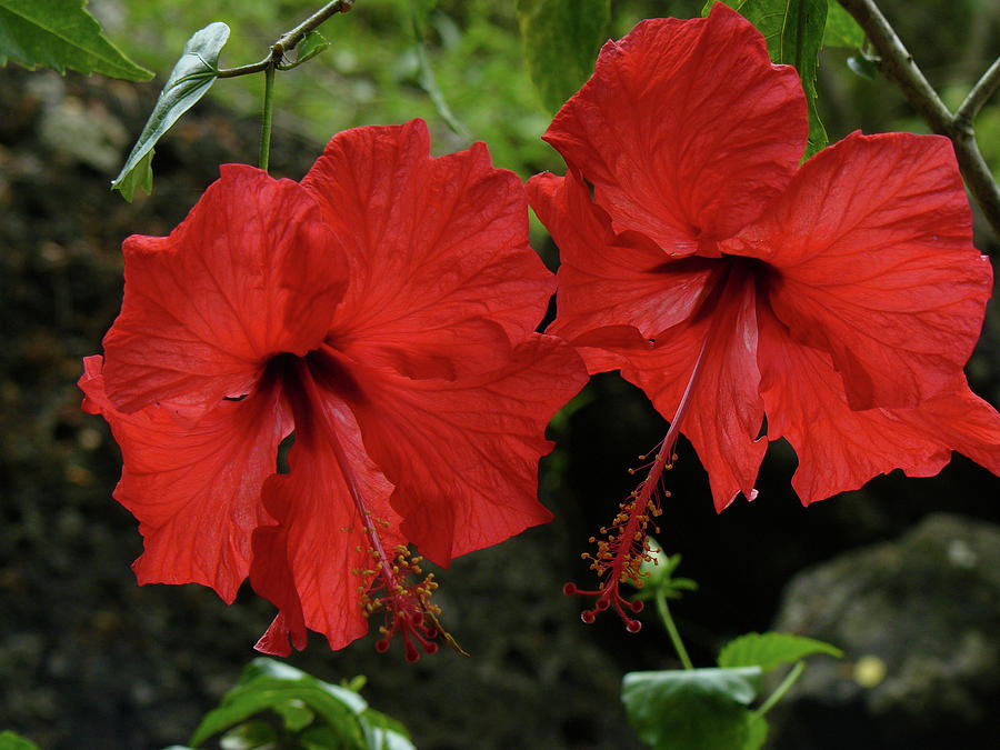 Hibiscus Double Red