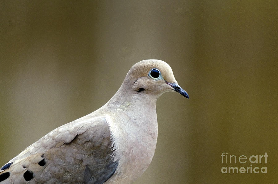 Dove Head And Shoulders Photograph by Richard Oliver