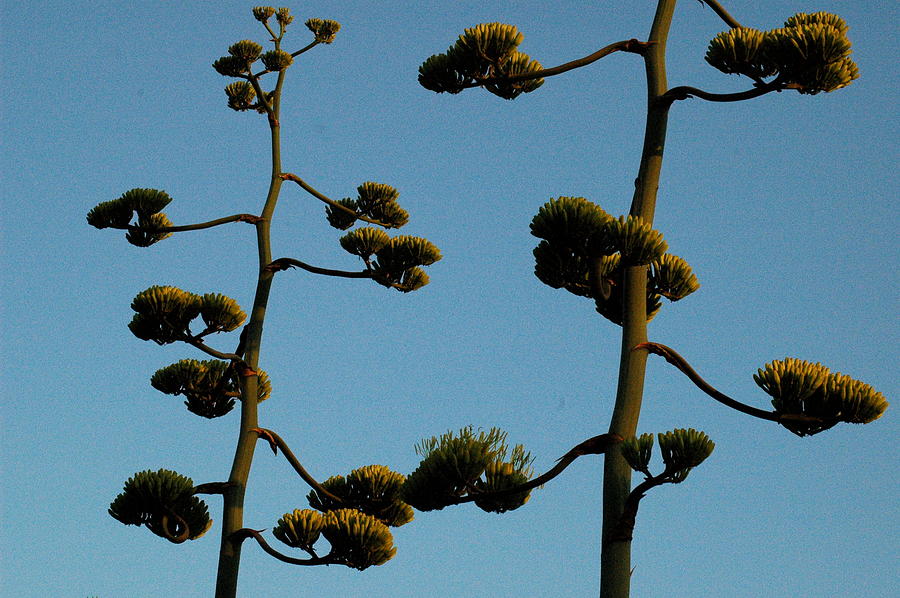 dr seuss plant by teresa blanton dr seuss plant by teresa blanton
