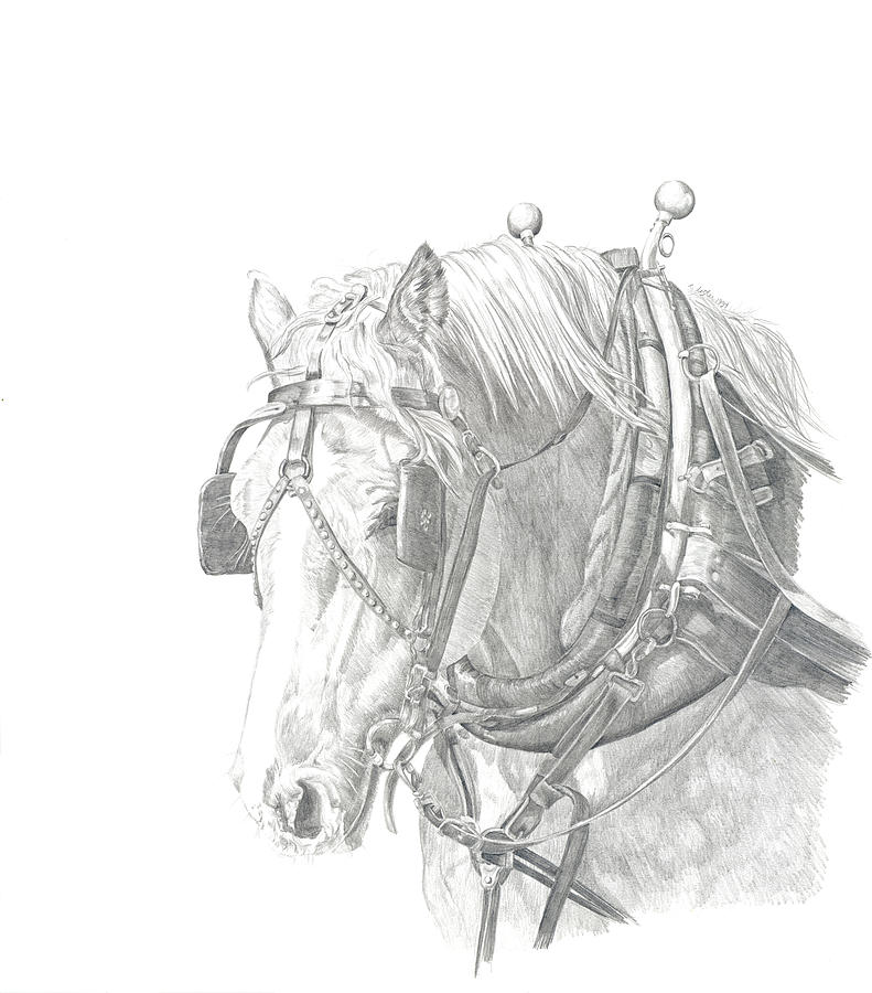 Draft Horse by Cathy Lester