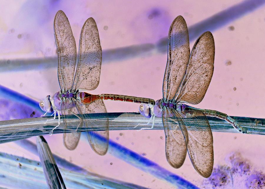 dragonfly fantasy