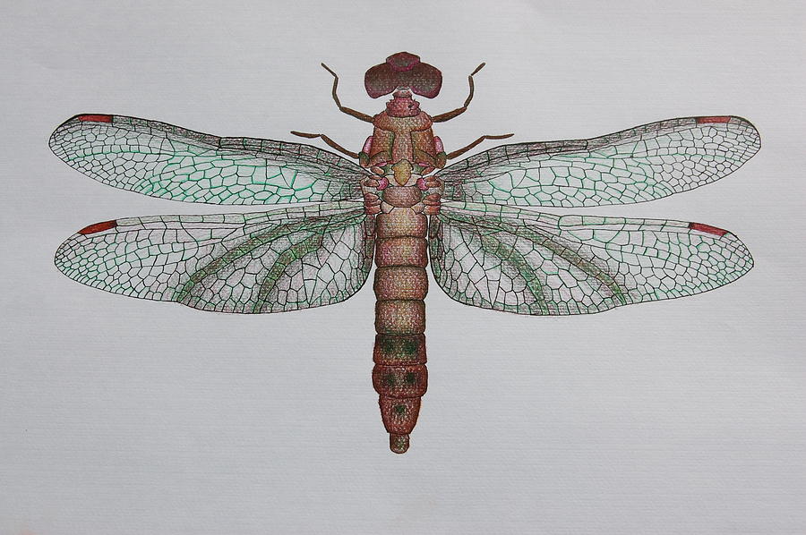 Drawing Dragonfly