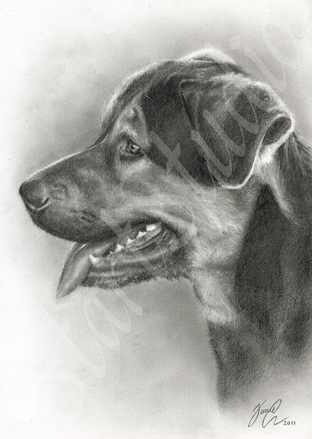 Drawing Of A Dog Drawing by Jamie Pickering