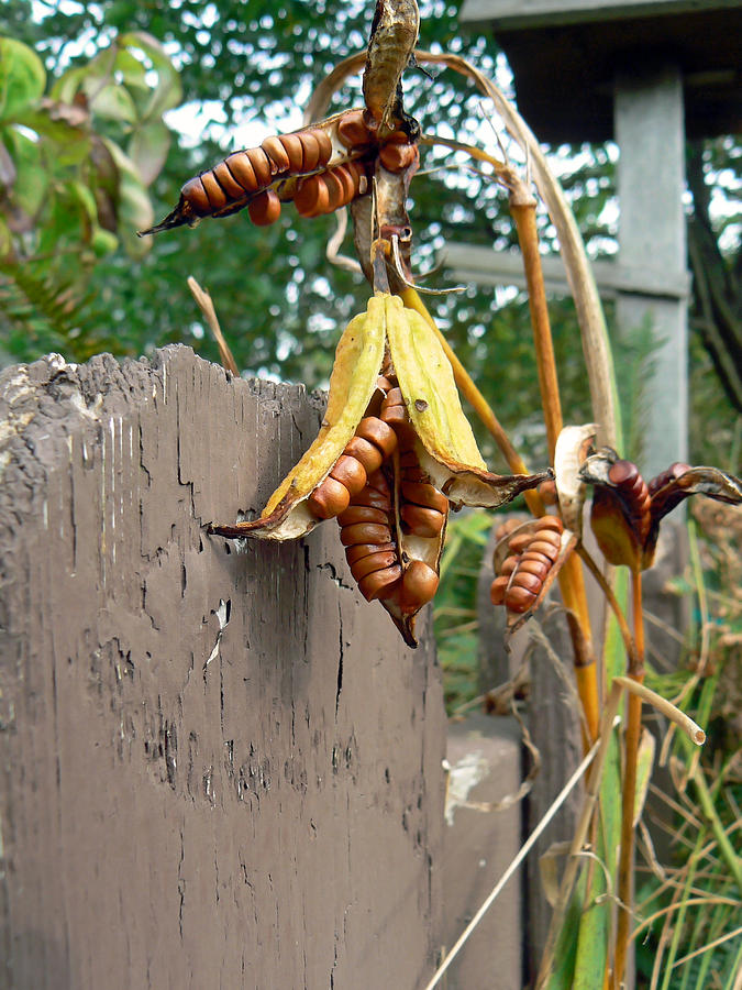 Dried Lily