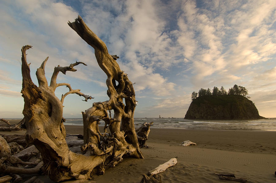 Download this Driftwood Sculpture Second Beach Olympic Photograph picture