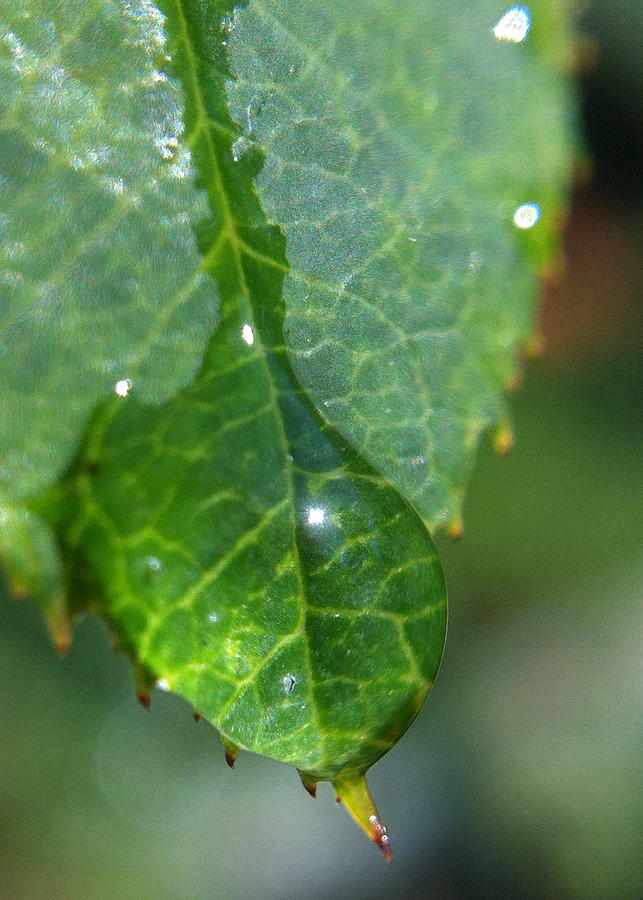 Droplet Photograph By Naomi Wittlin Fine Art America