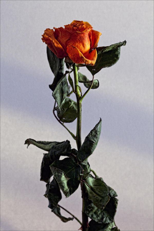 Drying A Rose