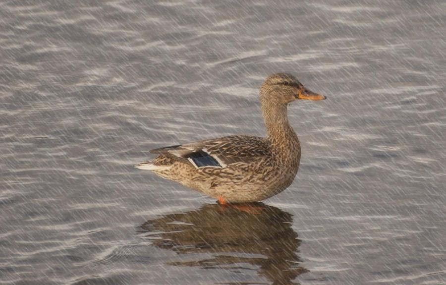 Duck In The Rain Photograph Duck In The Rain Fine Art Print