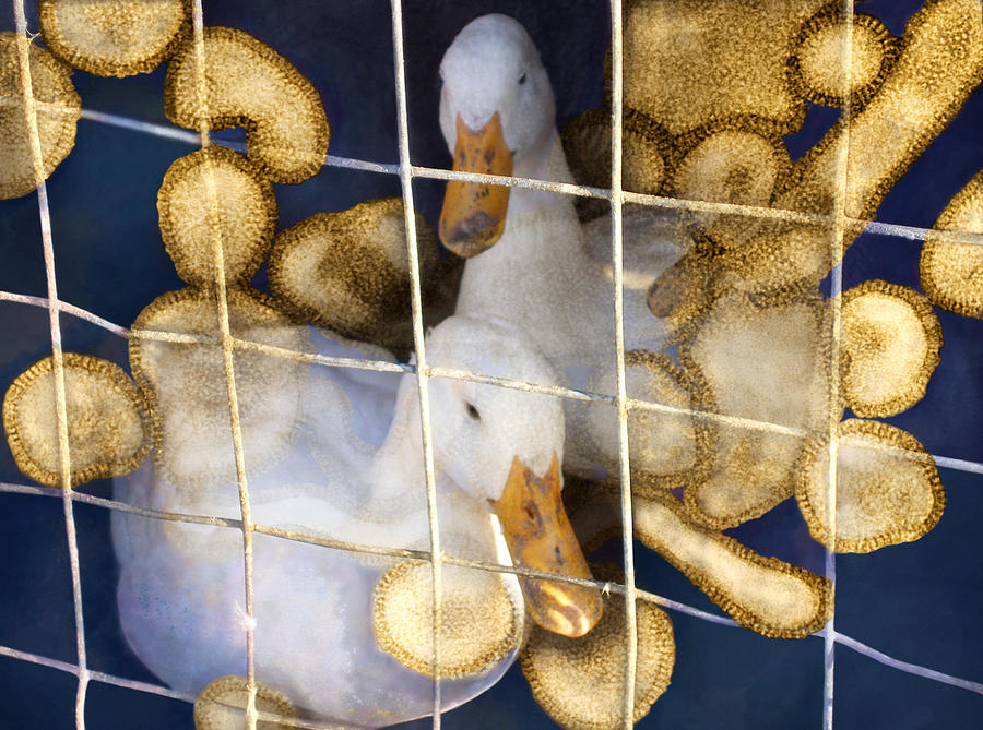 Ducks And Bird Flu Virus Particles Photograph By Dr Linda Stannard Uct