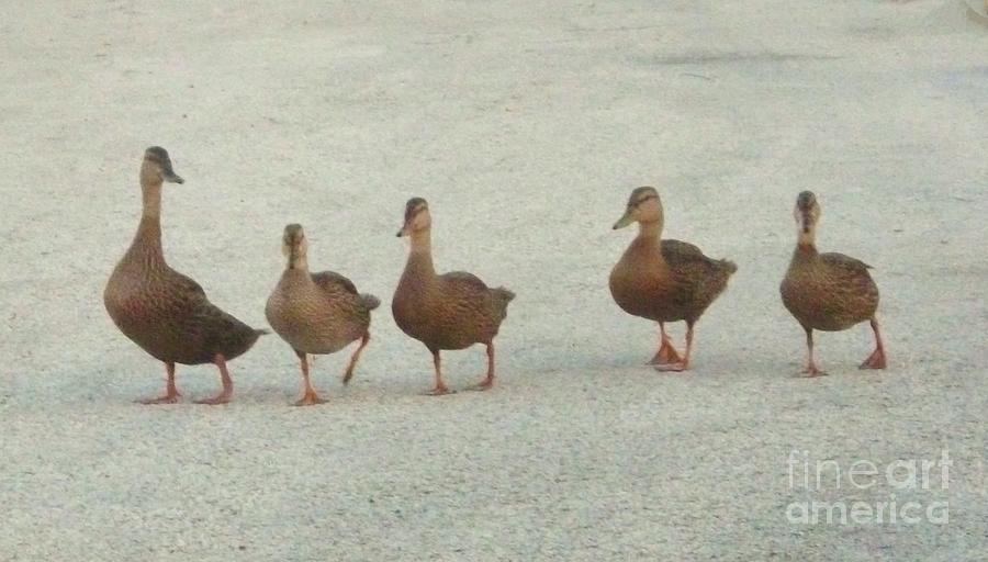 Ducks In A Row by Gail Kent