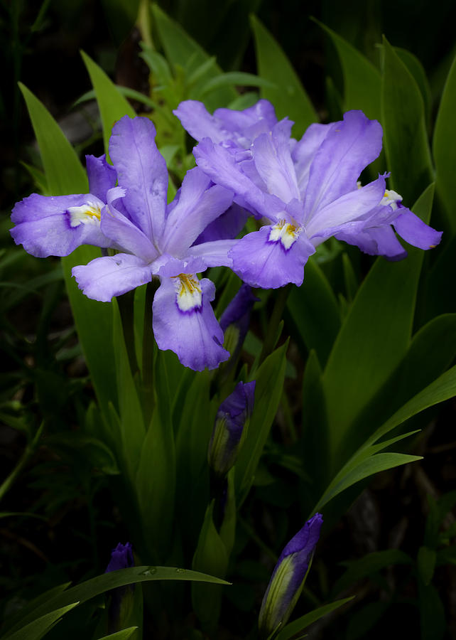 dwarf crested iris wild bleeding heart