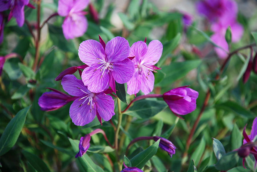 dwarf-fireweed-photograph