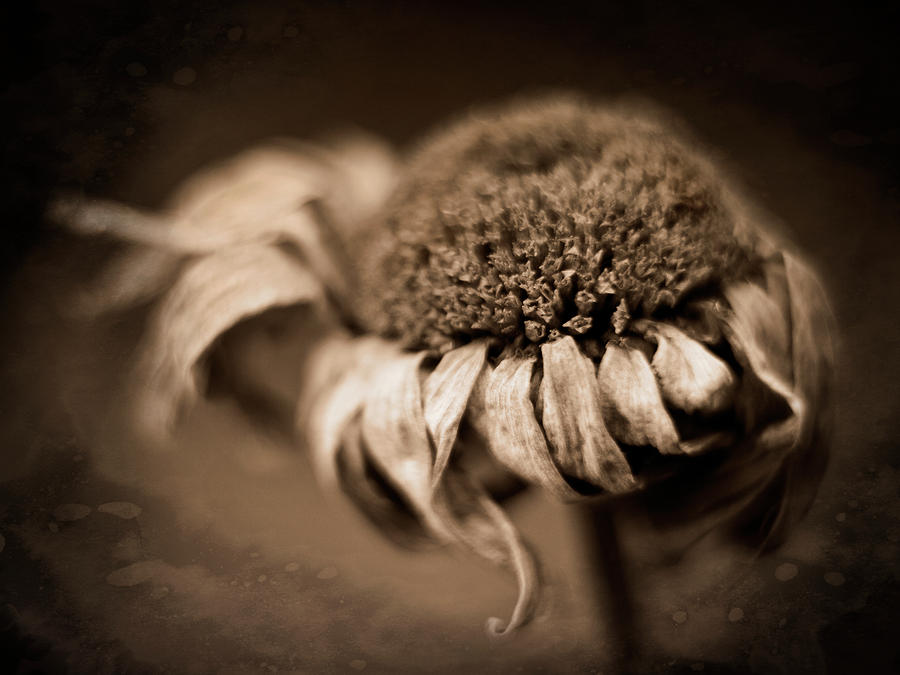 Dying Flower by John