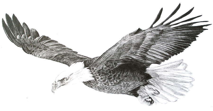 eagle flying pencil drawing