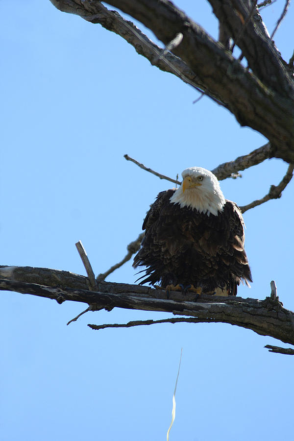 Eagle Peeing Photograph