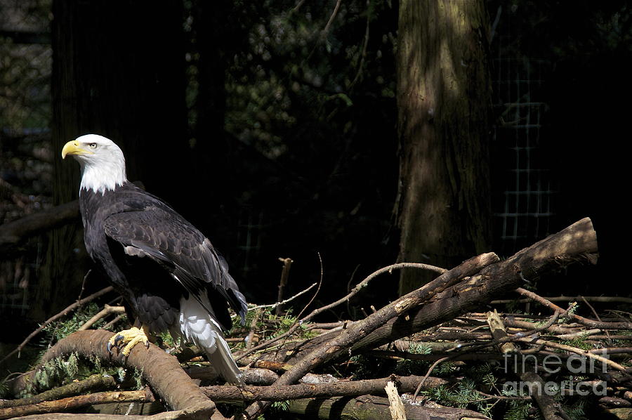 eagle s eyrie photograph by sean griffin eagle s eyrie photograph by sean griffin
