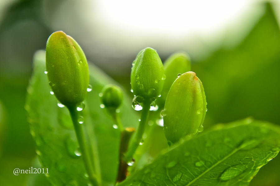 Fur And Early Morning Dew Meaning