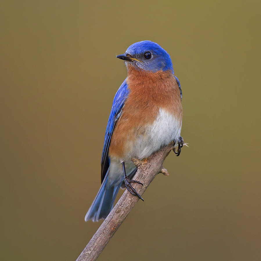 eastern-bluebird-2-david-desrochers.jpg