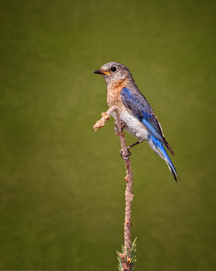eastern bluebird by al mueller eastern bluebird by al mueller