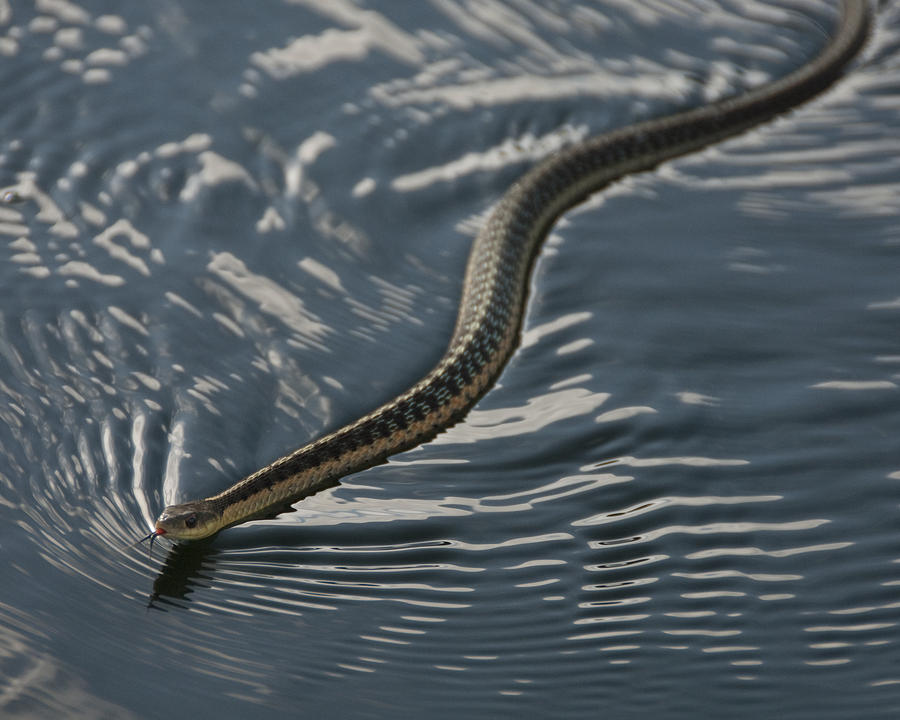 Eastern Garter Snake Swims In Quebec Pond Photograph by Steven Wynn