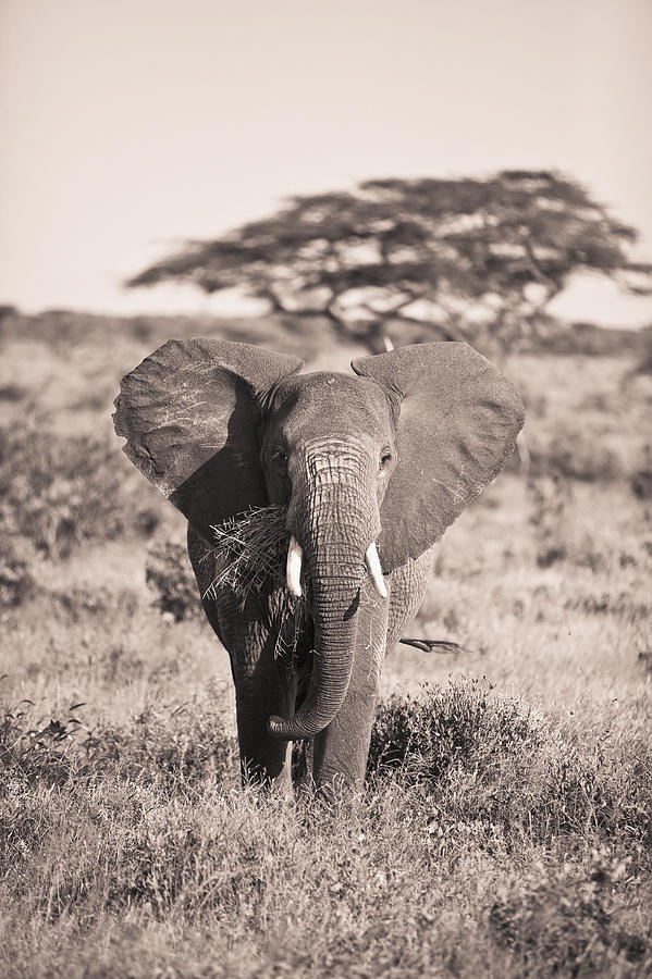 Elephant Carrying