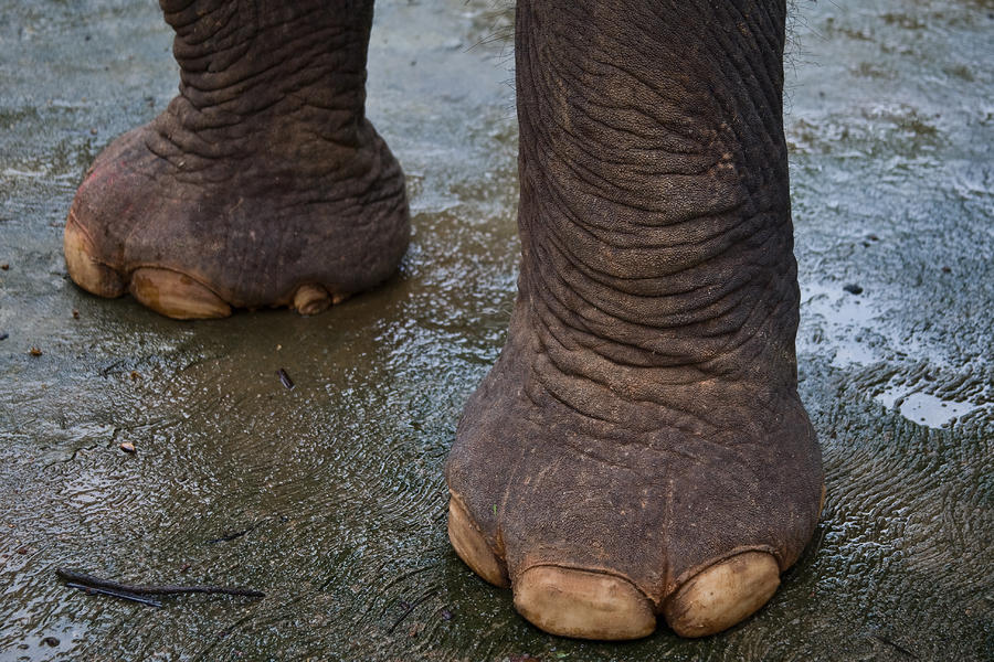 Elephant Feet by Nila Newsom