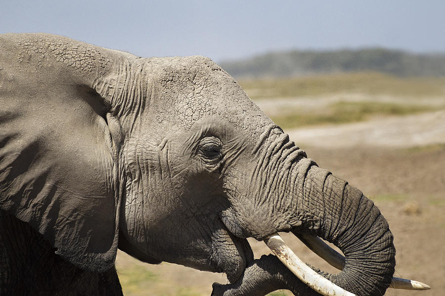 Elephant Up Close Photograph By Marion Mccristall