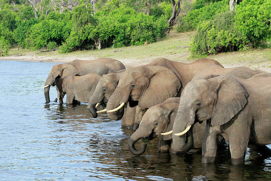 Elephants Drinking by Wynand Van Niekerk