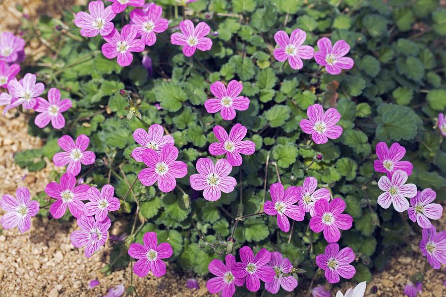 Erodium X Variabile bishop s Form Photograph By Dr Keith Wheeler