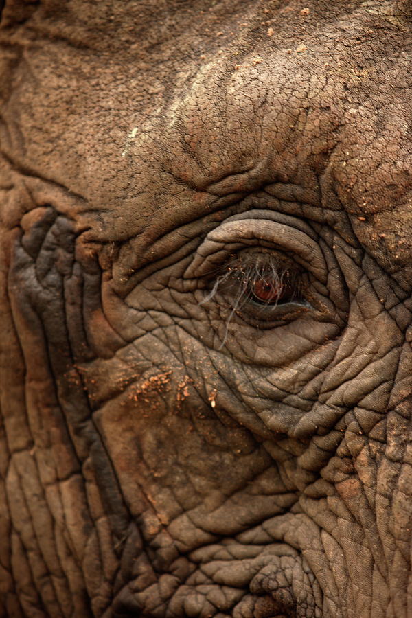  - eye-of-the-elephant-lisa-semler