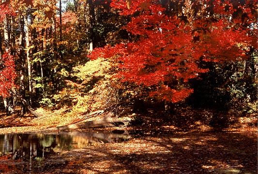  - fall-beauty-leonid-shishov