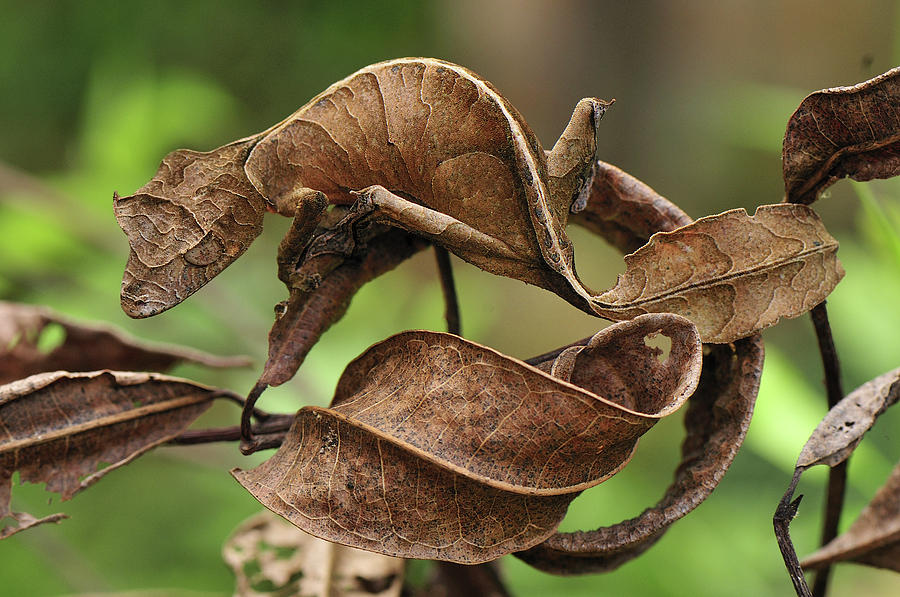 http://images.fineartamerica.com/images-medium-large/fantastic-leaf-tail-gecko-uroplatus-thomas-marent.jpg