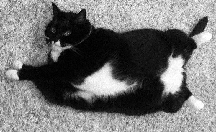 fat-cat-mary-m.jpg
