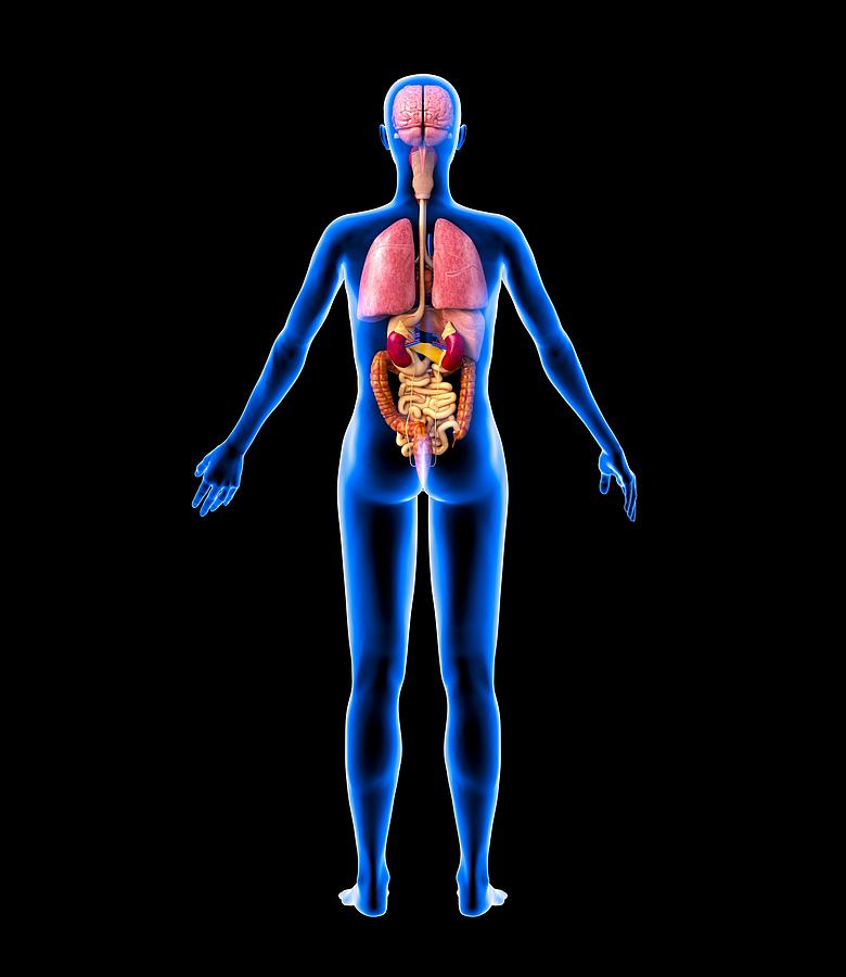 Female Internal Anatomy Diagram Girl Internal Organs Female Human The