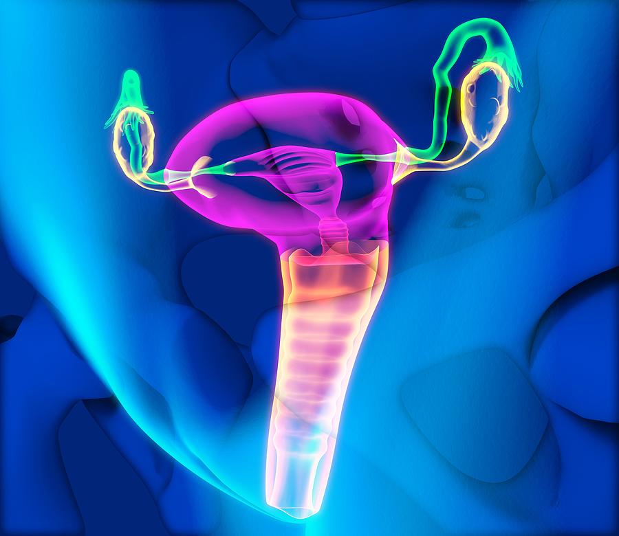 Female Reproductive System Artwork Photograph By Roger Harris