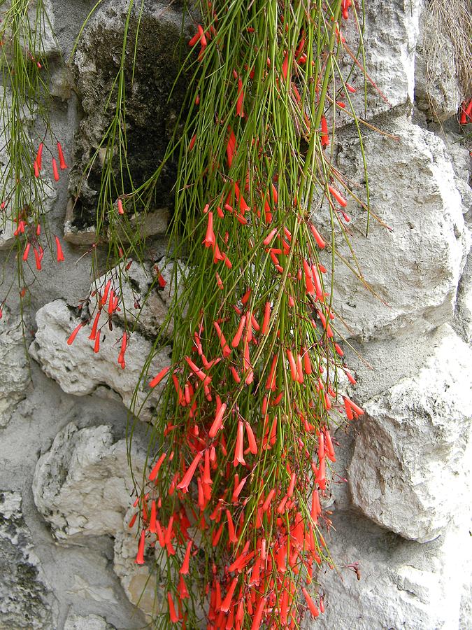 Firecracker Plant by Warren Thompson Firecracker Plant