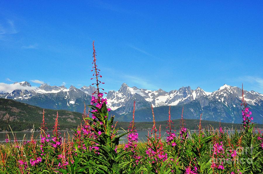  - fireweed-at-glacier-point-patrick-venditti